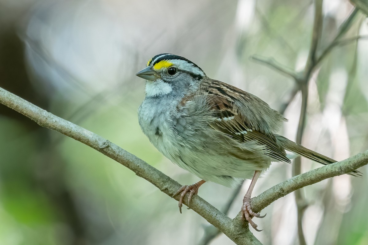 White-throated Sparrow - ML440781411