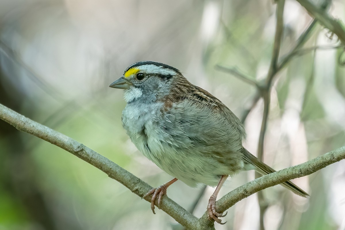 White-throated Sparrow - ML440781421