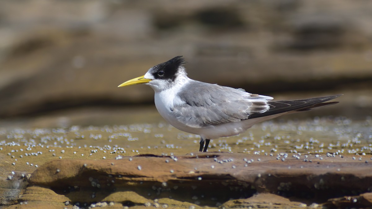 Great Crested Tern - ML440783401