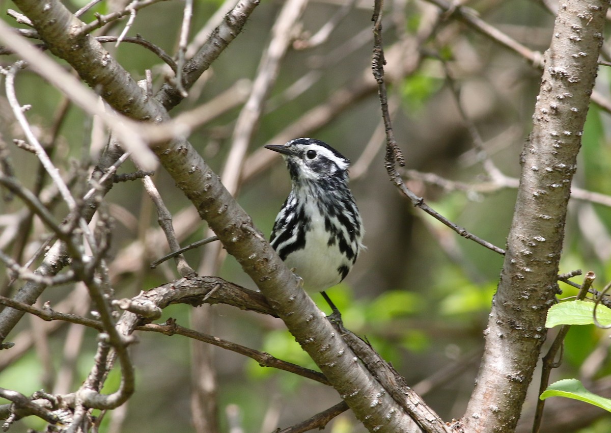 Black-and-white Warbler - ML44078401