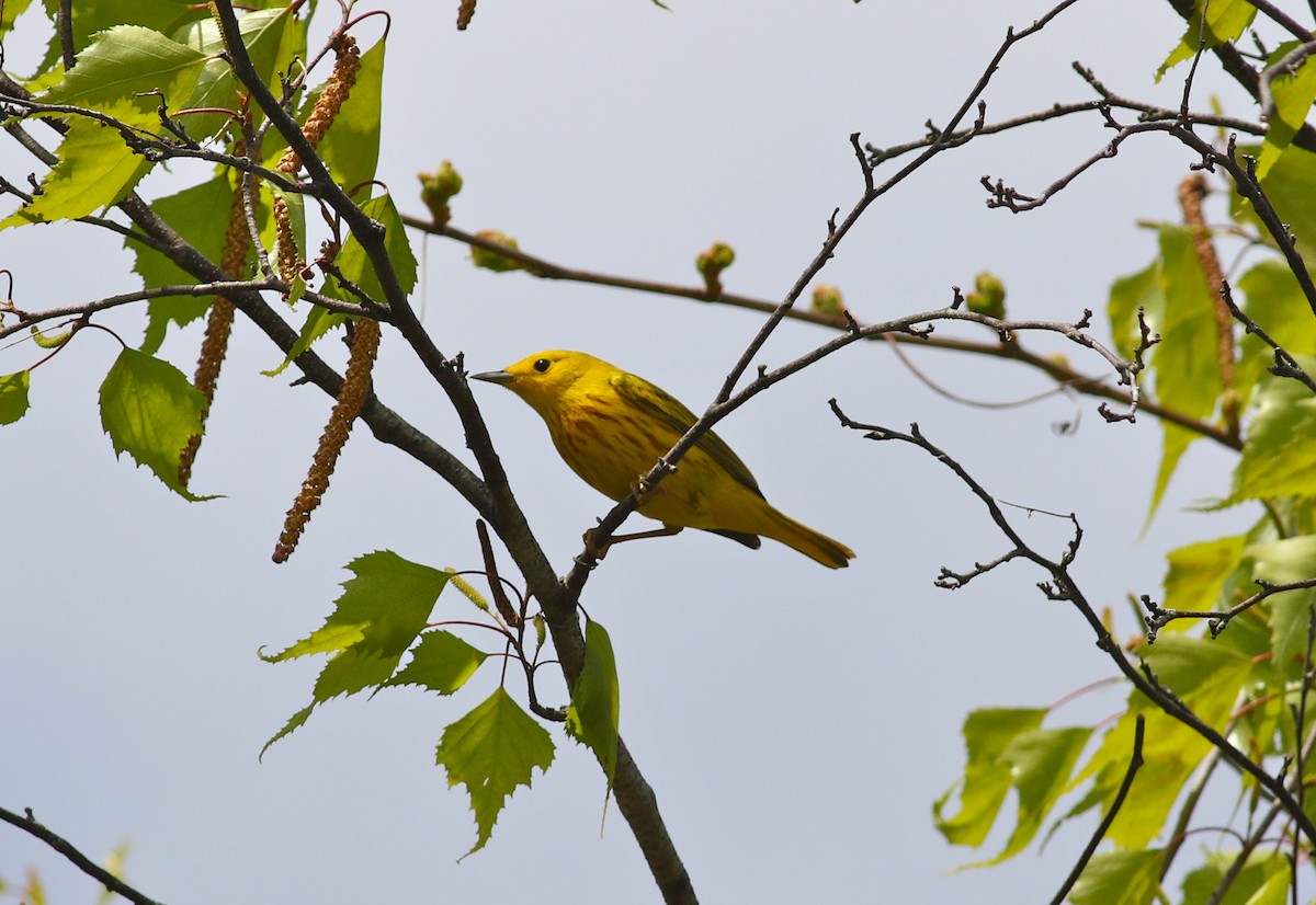 Yellow Warbler - ML44078411