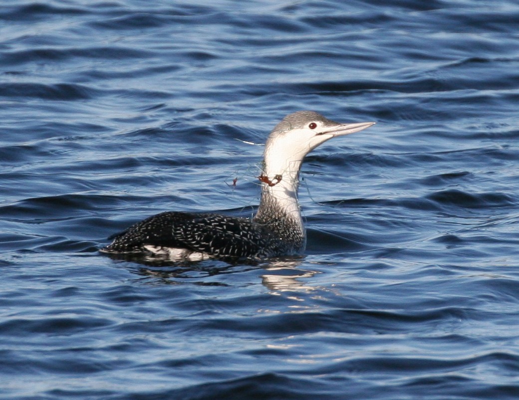 Red-throated Loon - ML44078931