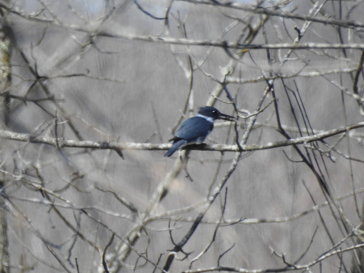 Belted Kingfisher - ML440789981