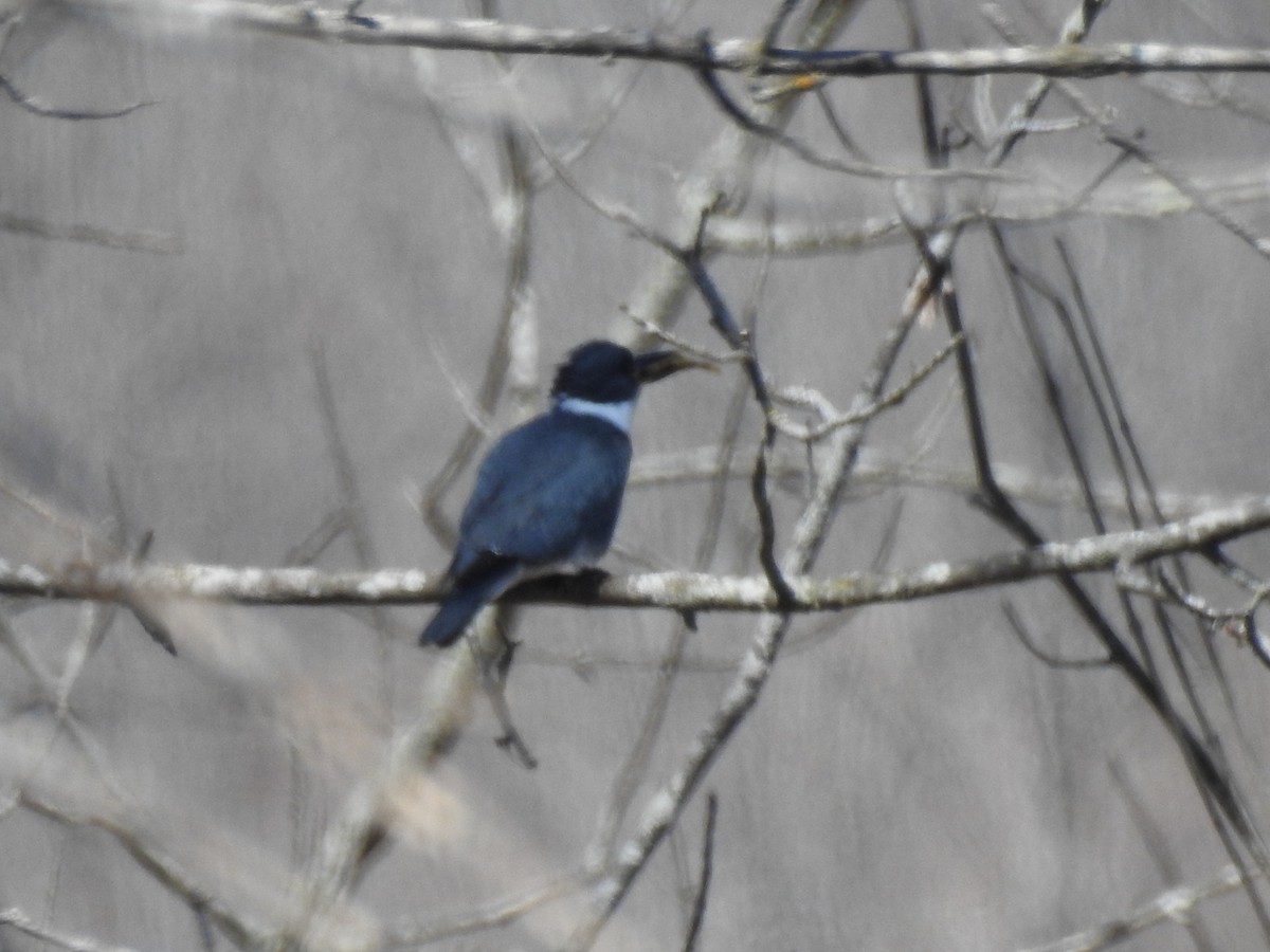 Belted Kingfisher - ML440790011