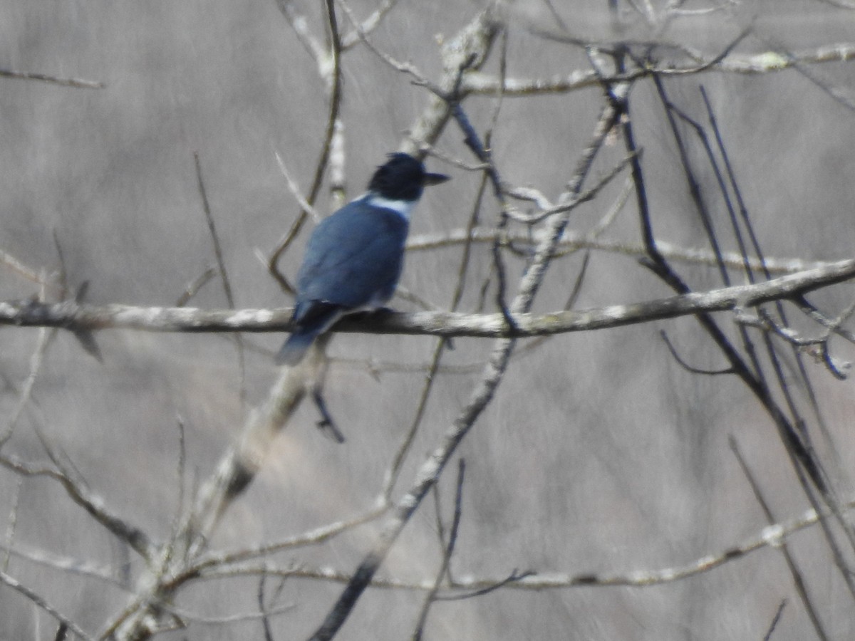 Belted Kingfisher - ML440790021