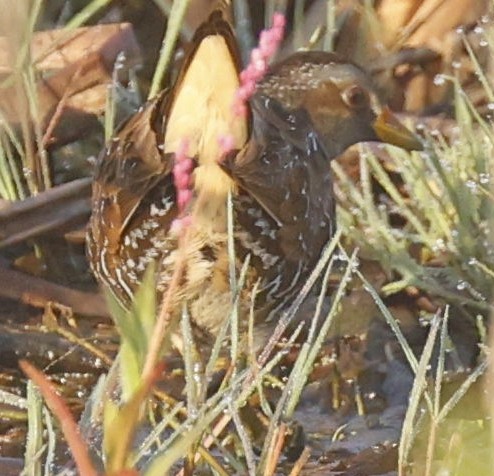 Spotted Crake - ML440794221