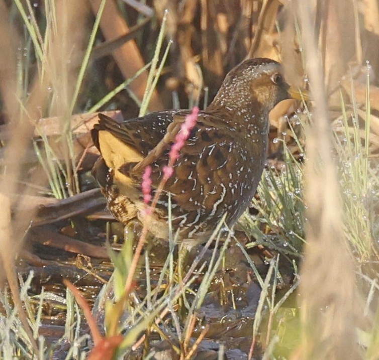 Spotted Crake - ML440794421