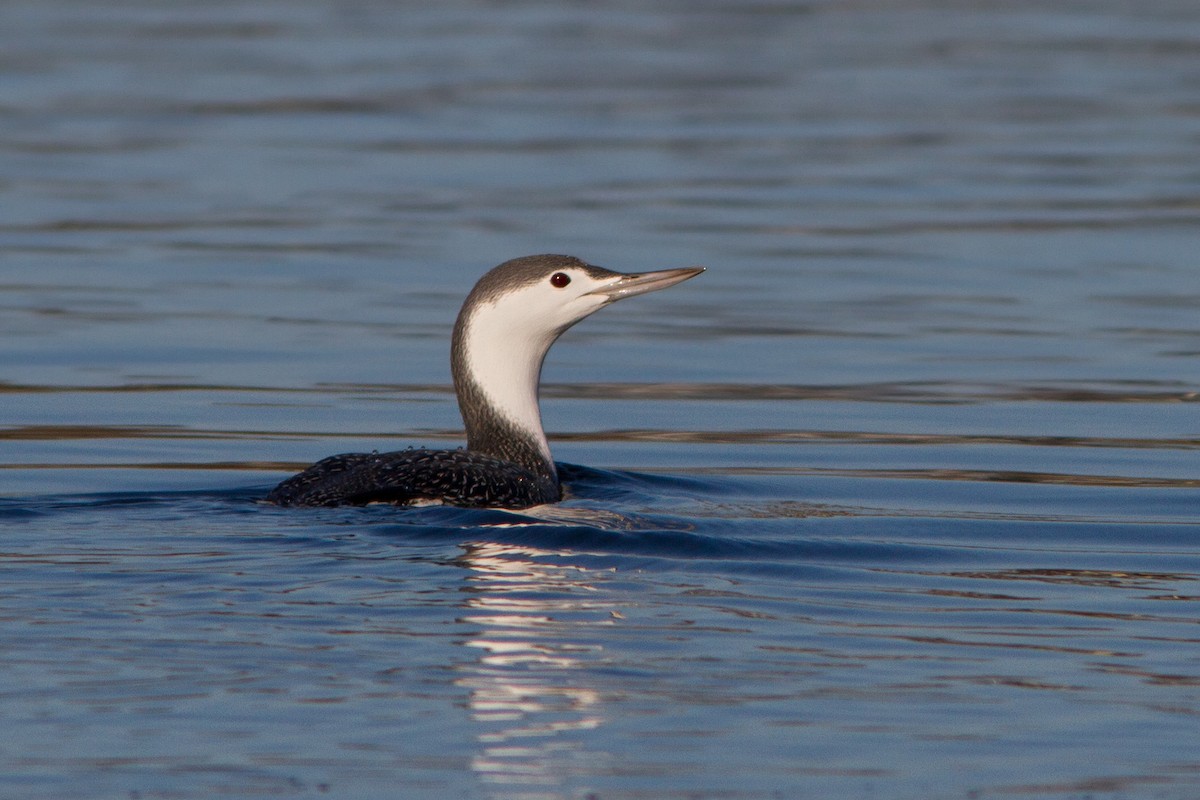 Red-throated Loon - ML44079471