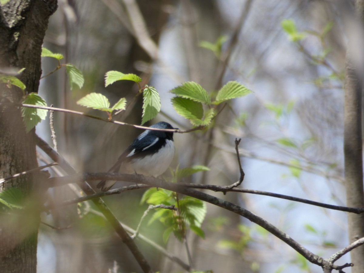 Black-throated Blue Warbler - ML440794931