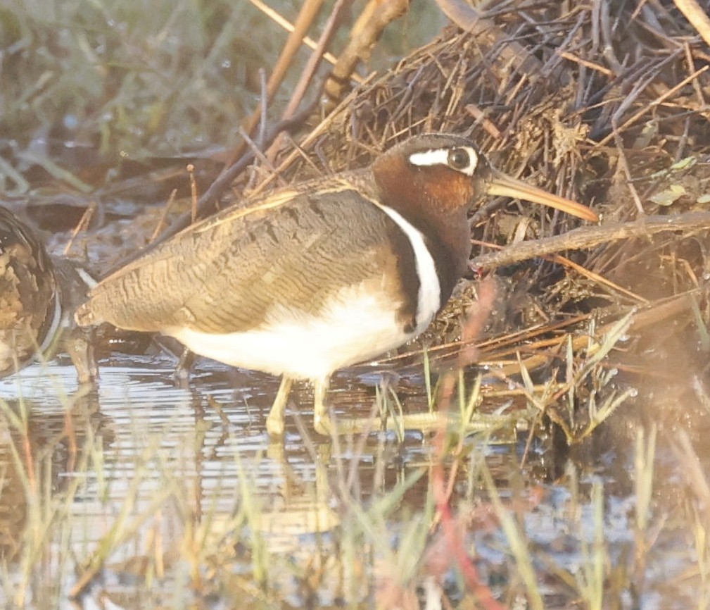 Greater Painted-Snipe - ML440795011