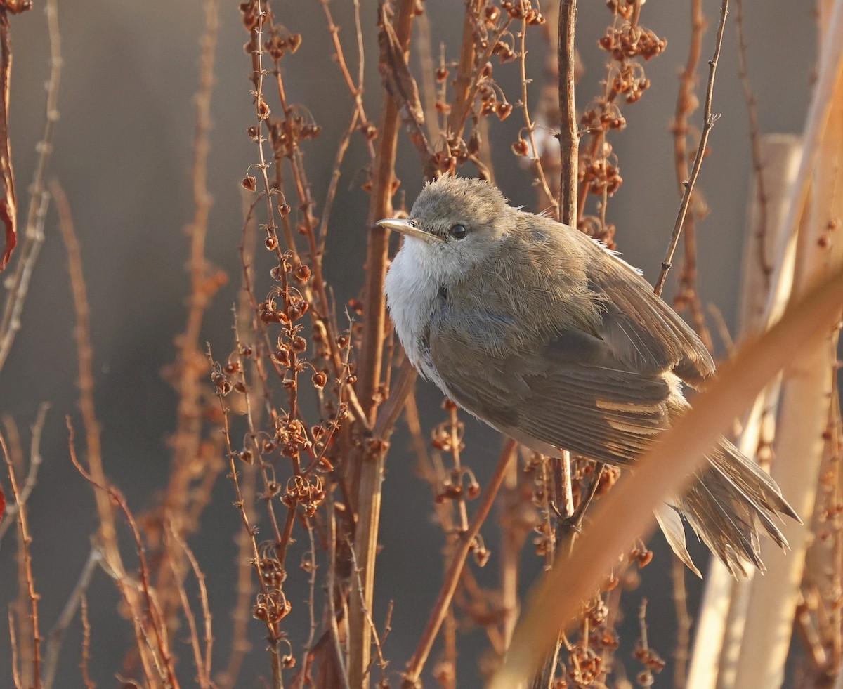 Great Reed Warbler - Marna Buys