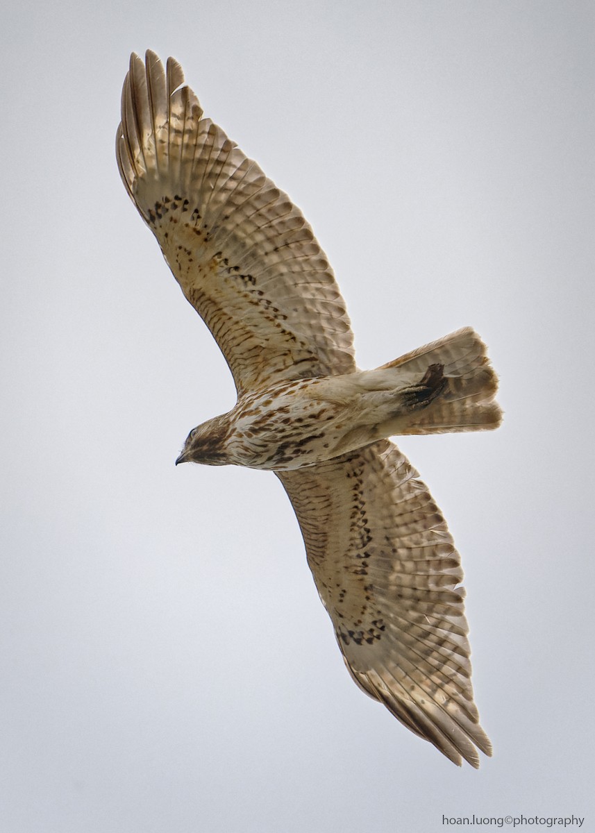 Red-shouldered Hawk - hoan luong