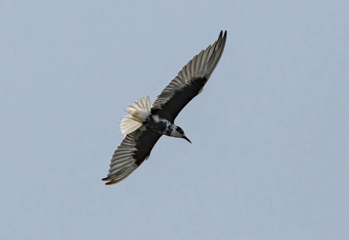 White-winged Tern - Tushar Bhagwat