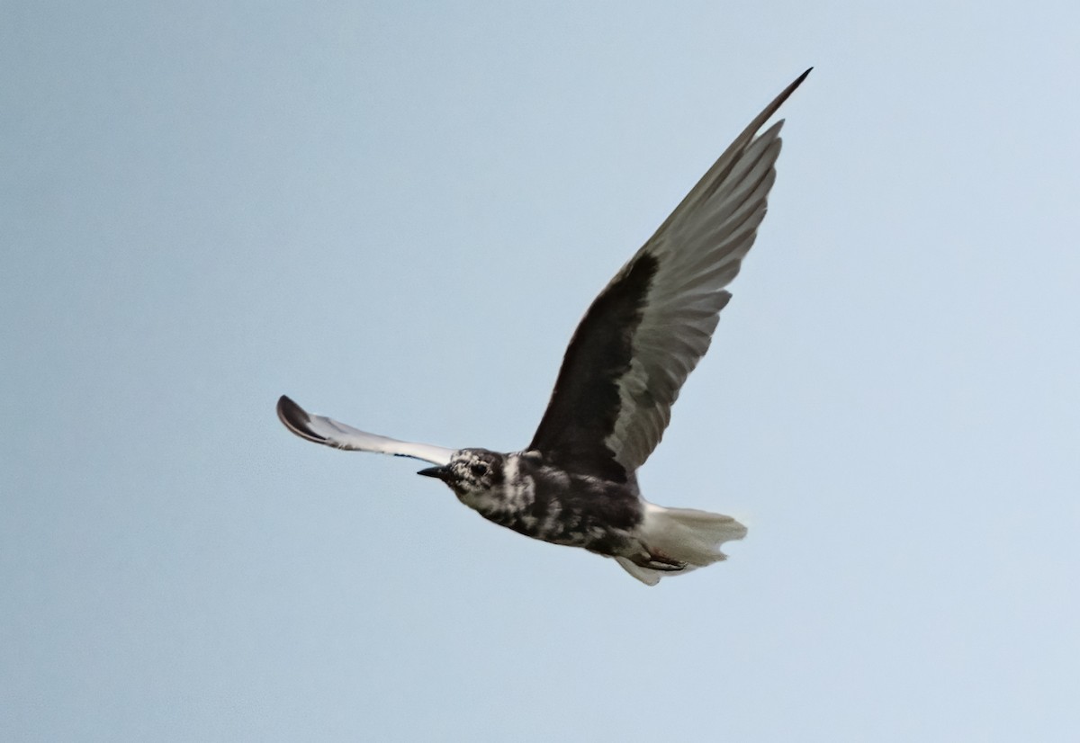 White-winged Tern - ML440798411
