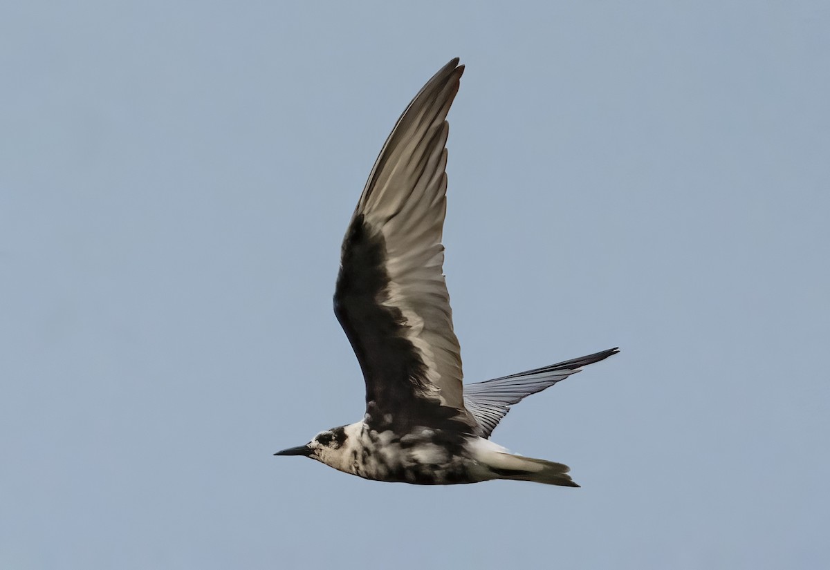 White-winged Tern - ML440798421