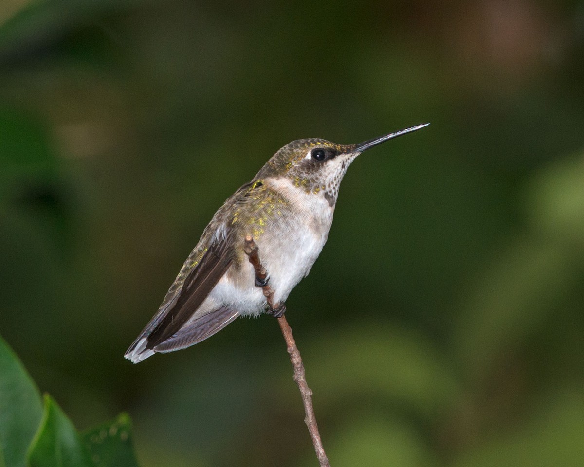Ruby-throated Hummingbird - Russ Wigh