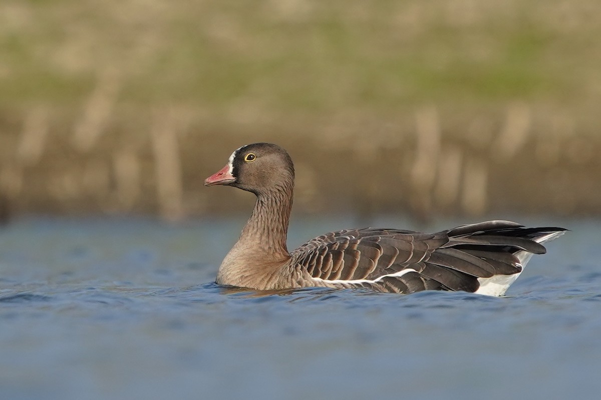 Lesser White-fronted Goose - ML440801241