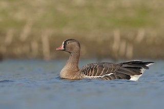 Lesser White-fronted Goose, ML440801241