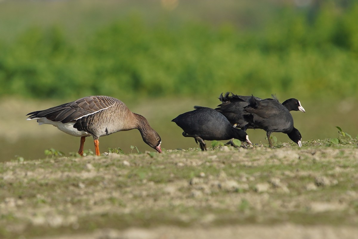 Lesser White-fronted Goose - ML440801361