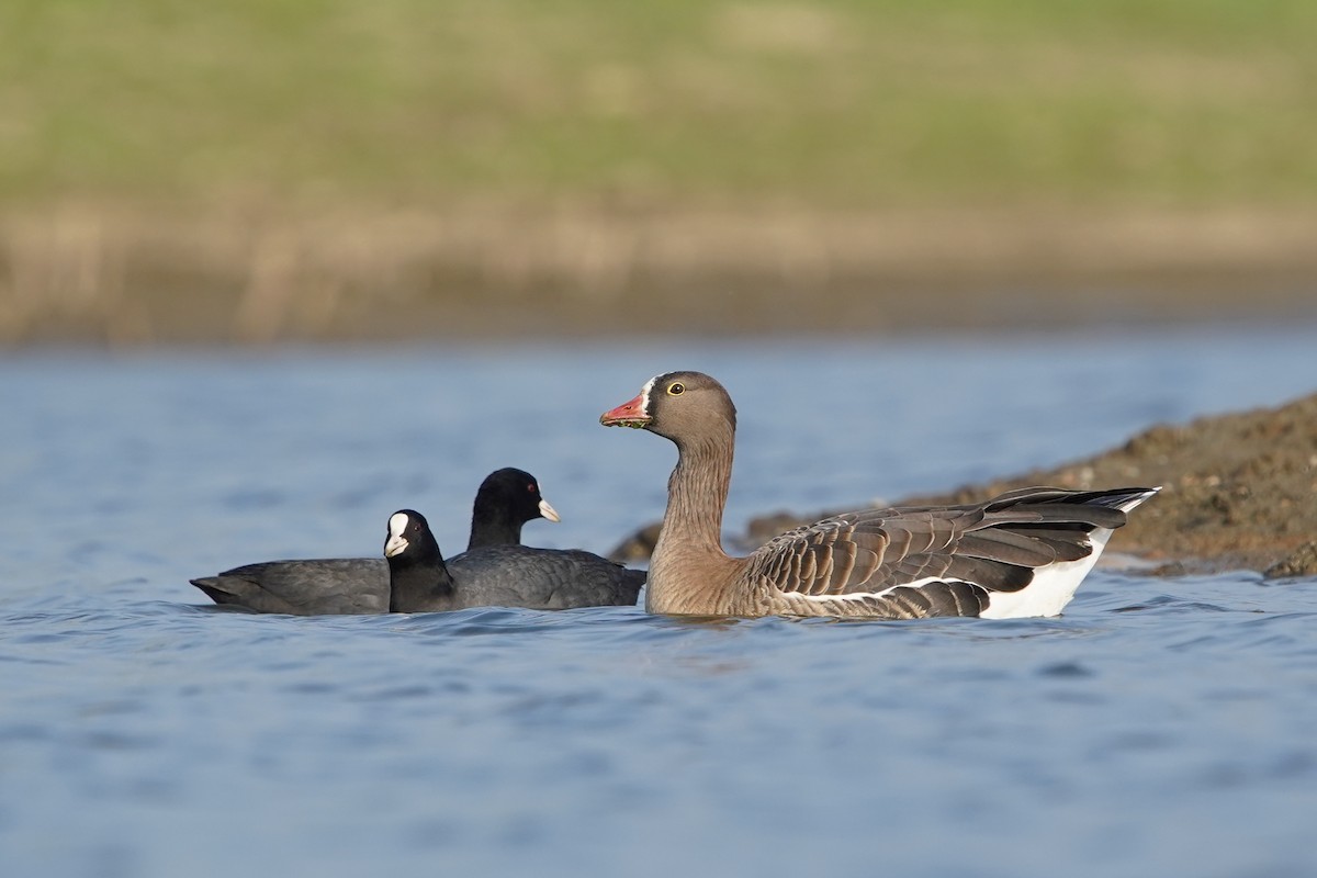 Lesser White-fronted Goose - ML440801381
