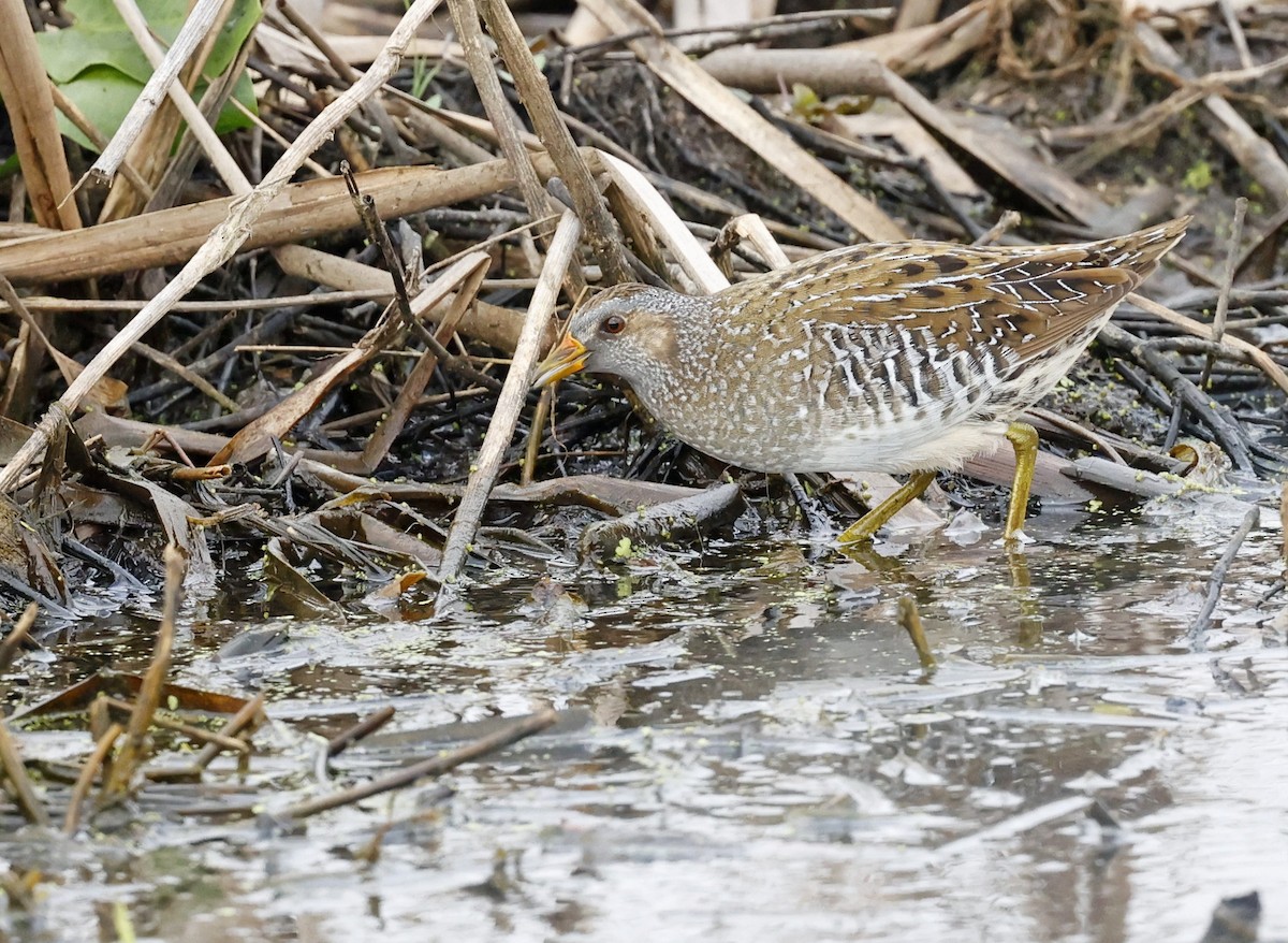 Spotted Crake - ML440807021
