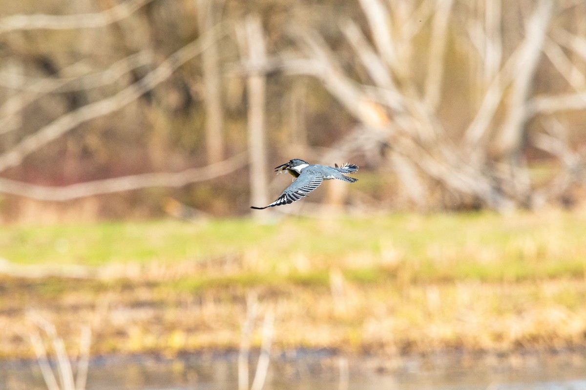 Belted Kingfisher - ML440814761