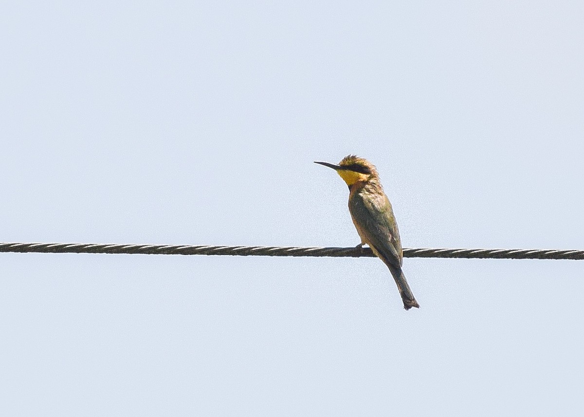 Little Bee-eater - ML440818371