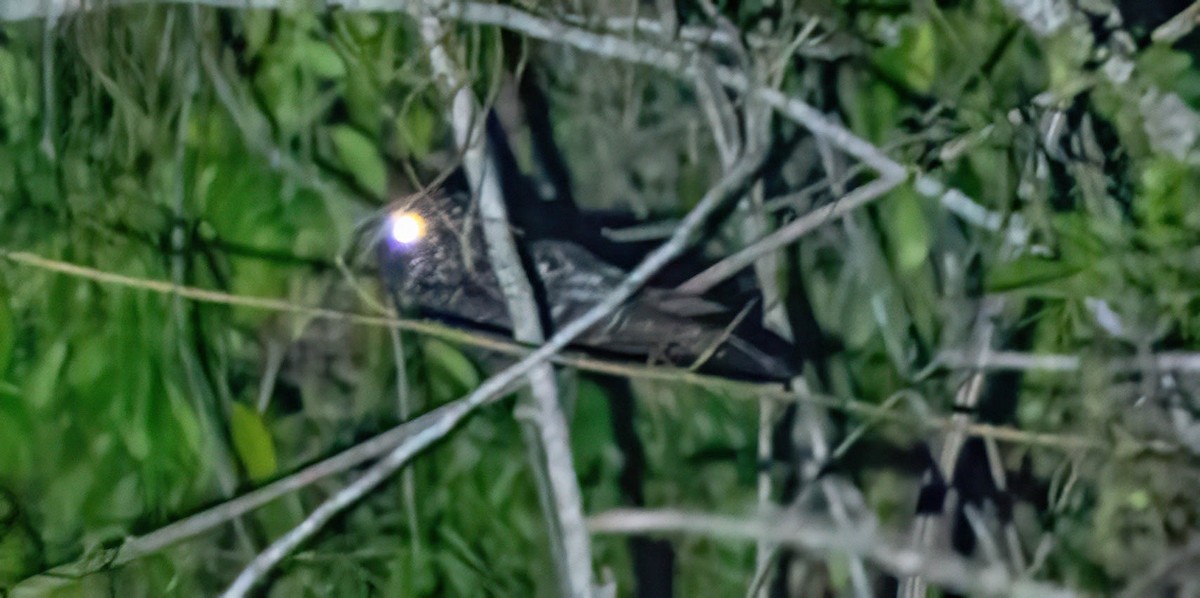 Hispaniolan Nightjar - Eric Bodker