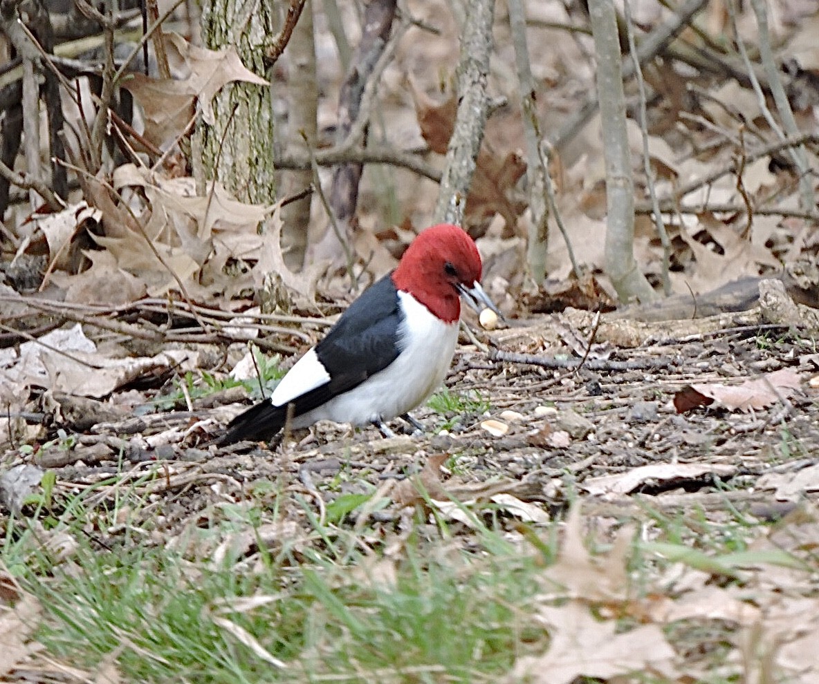 Red-headed Woodpecker - ML440819661