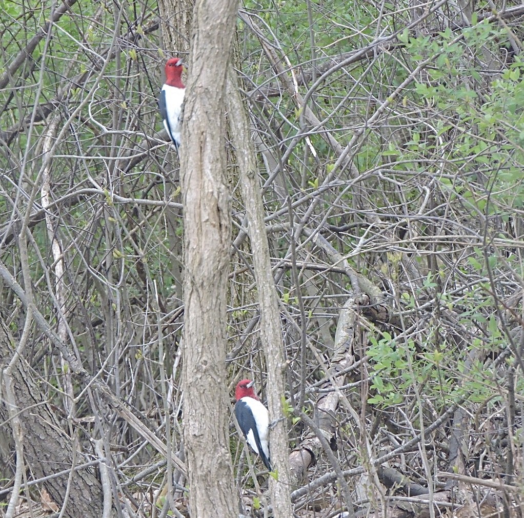 Red-headed Woodpecker - ML440819671