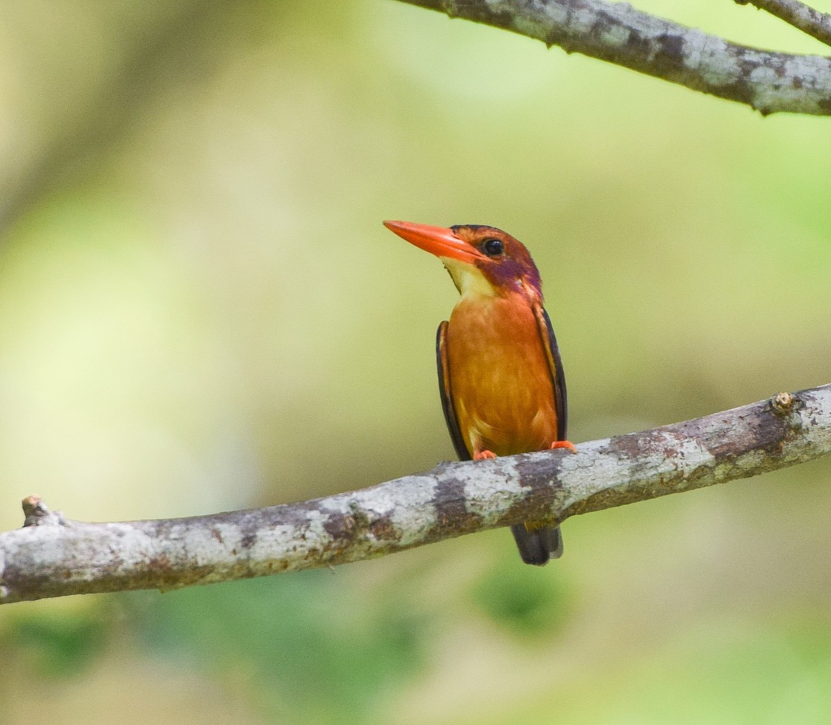 African Pygmy Kingfisher - Freddy Rivas