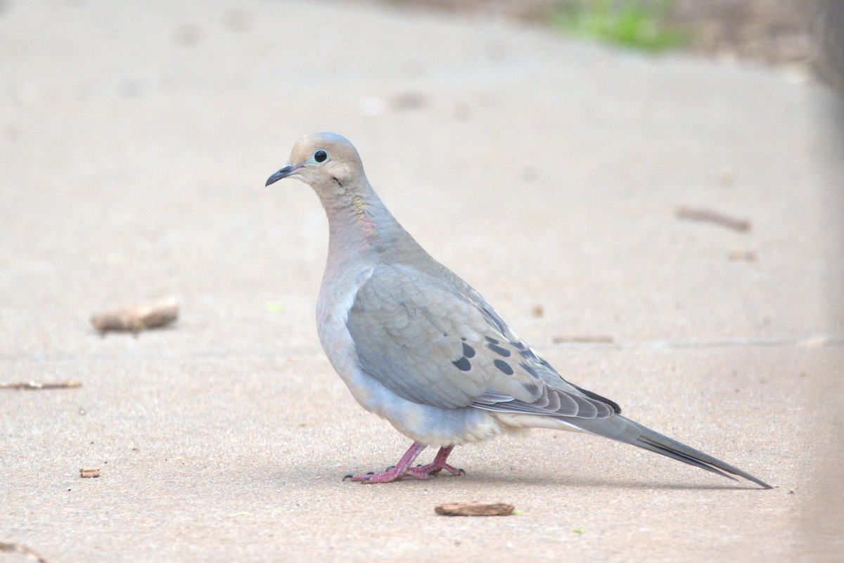 Mourning Dove - Cole Penning