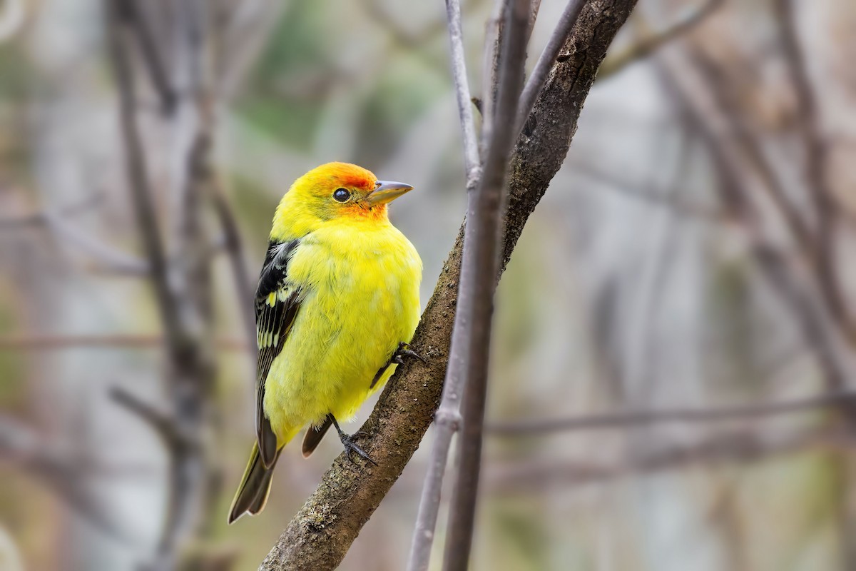 Western Tanager - ML440823721