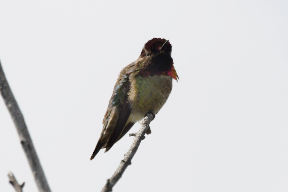 Costa's Hummingbird - David Drews