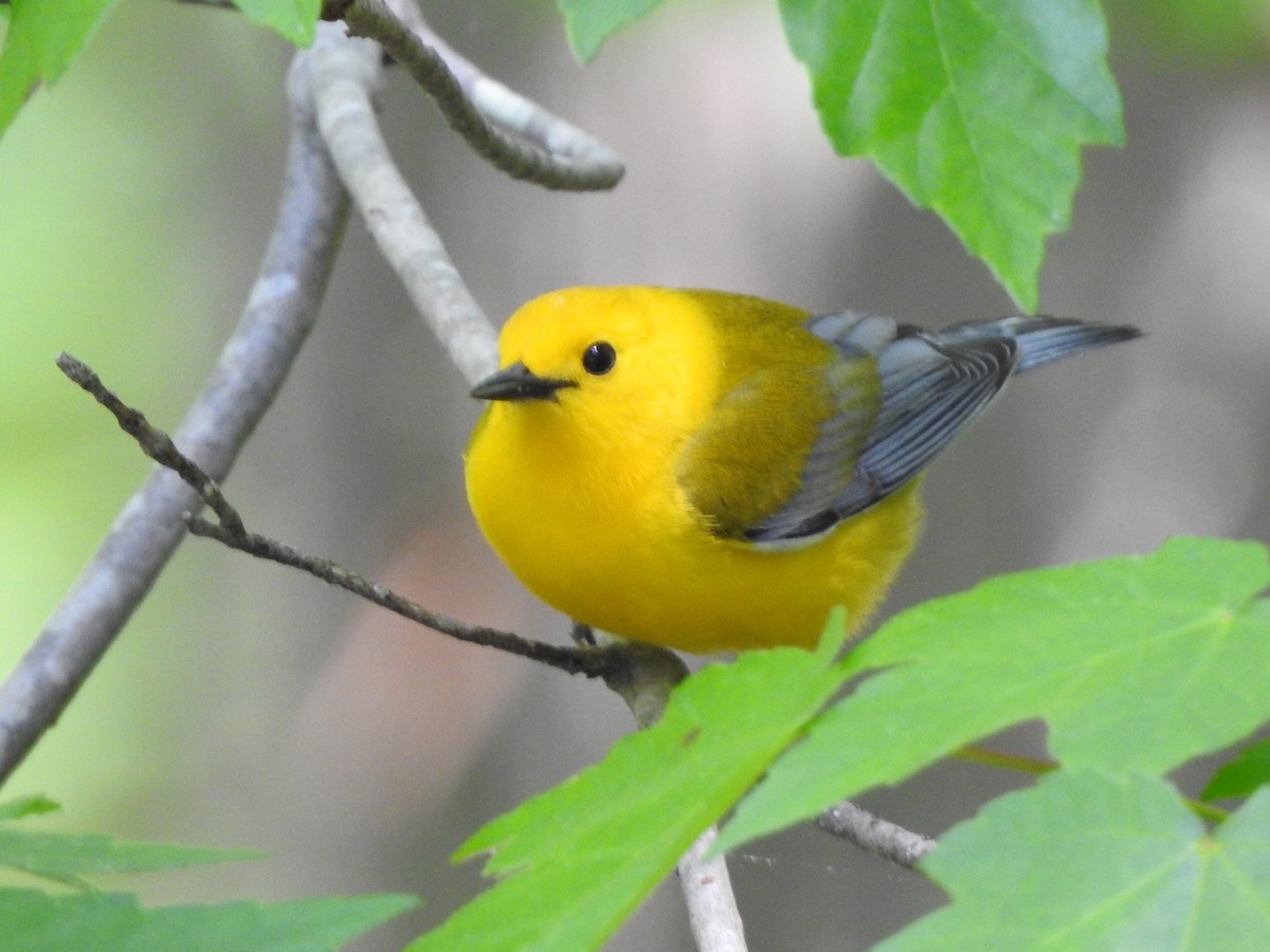 Prothonotary Warbler - ML440833091