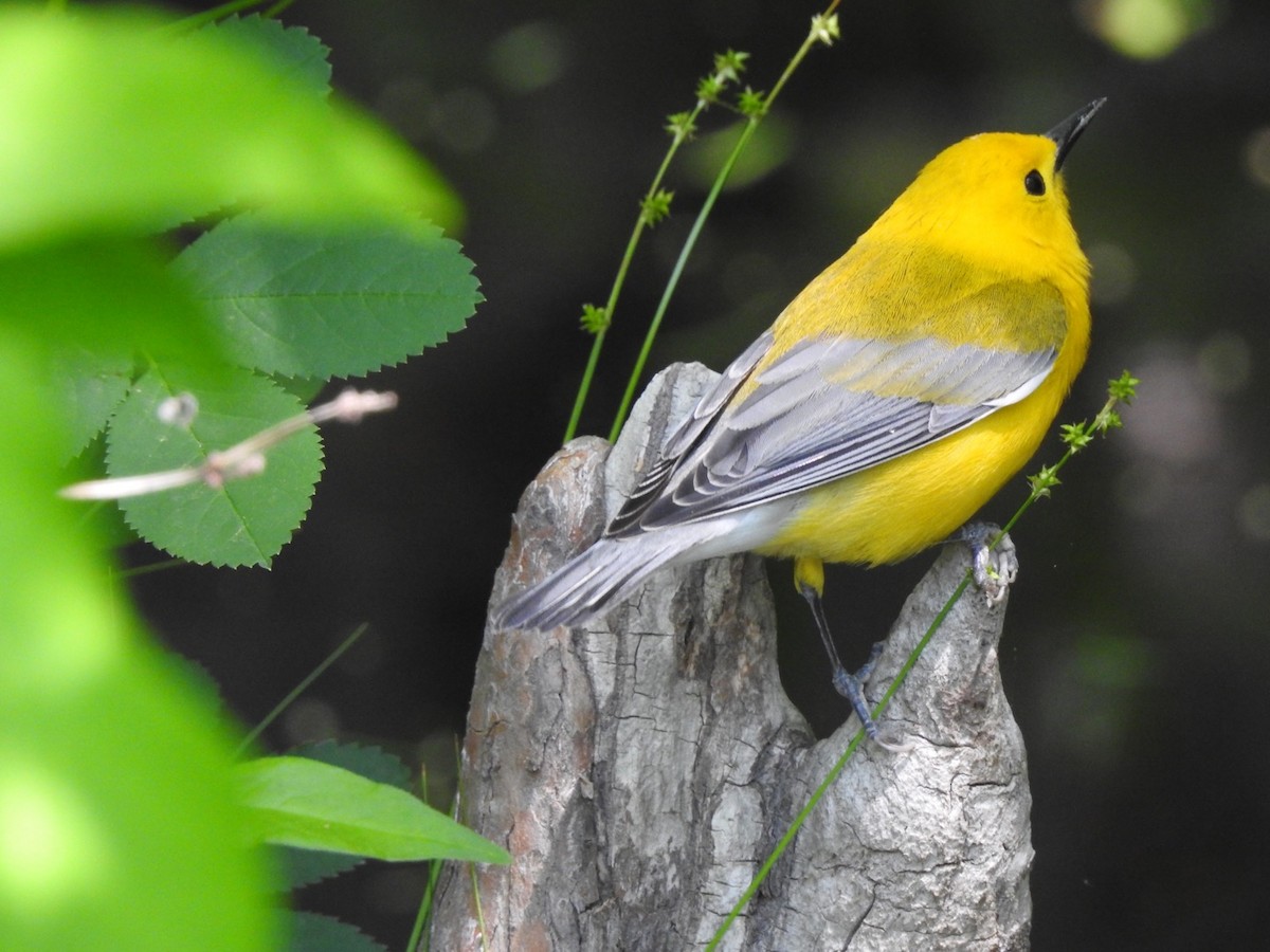 Prothonotary Warbler - ML440833101