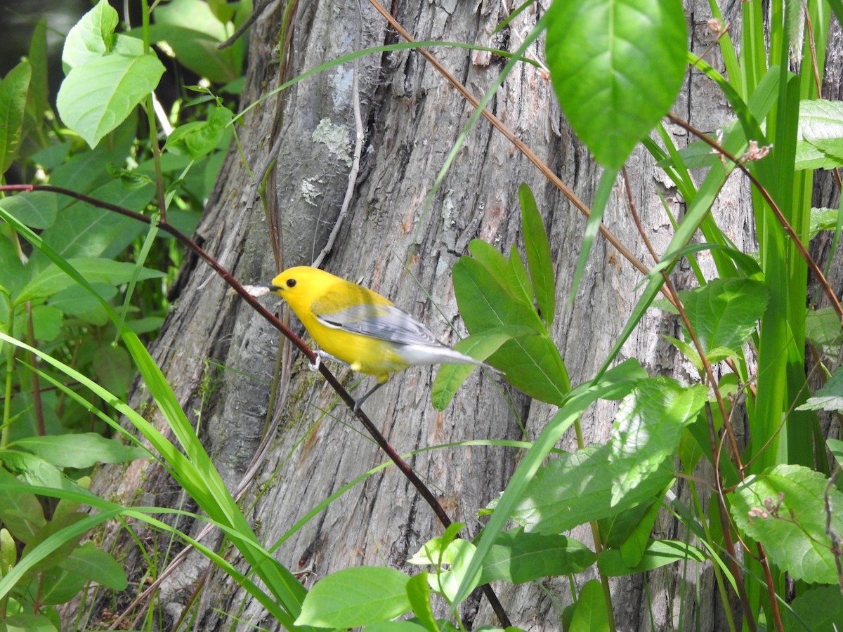 Prothonotary Warbler - ML440833111