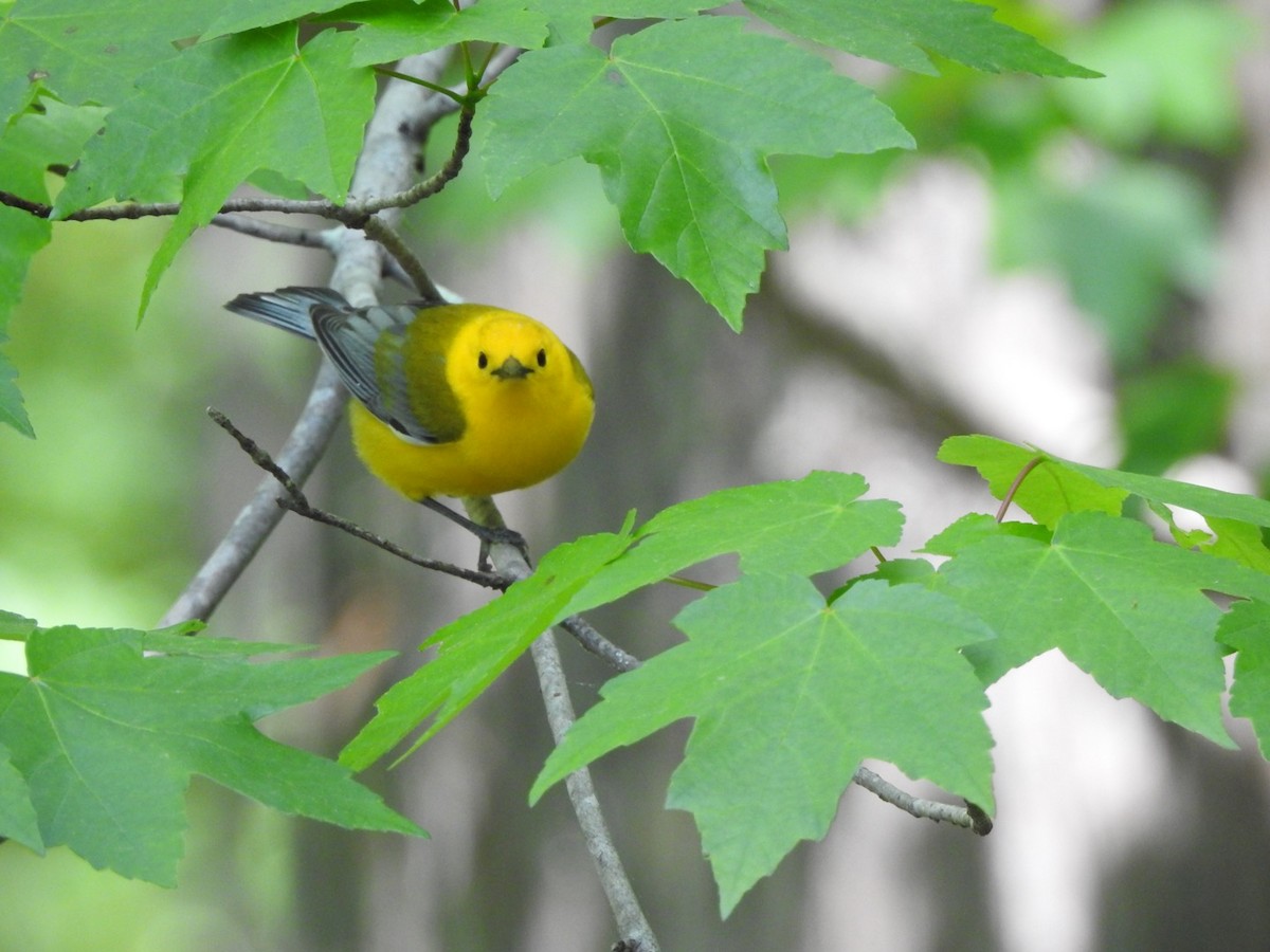 Prothonotary Warbler - ML440833121