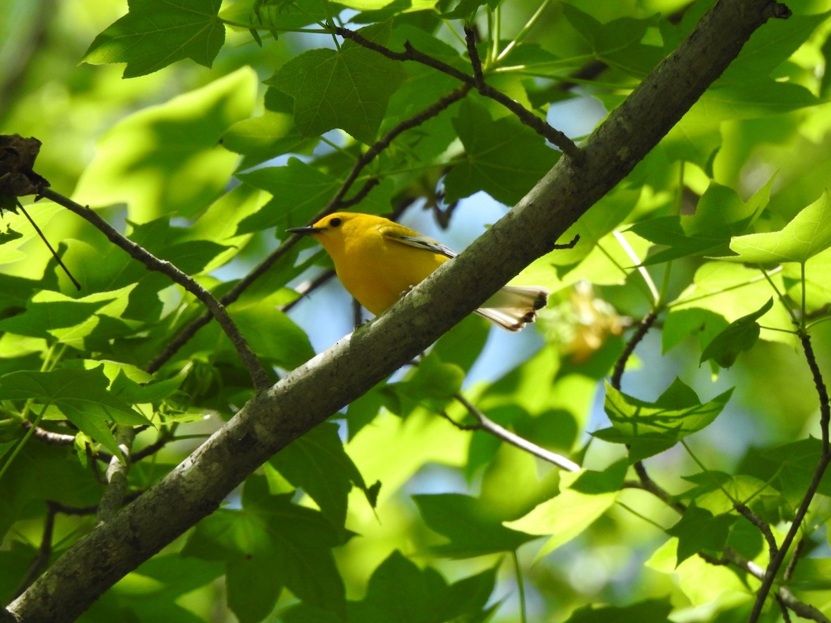 Prothonotary Warbler - ML440833131