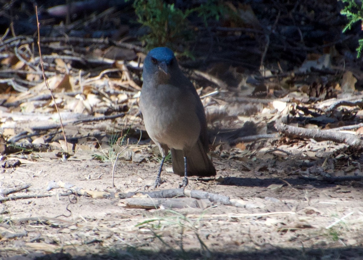 Mexican Jay - ML440834651