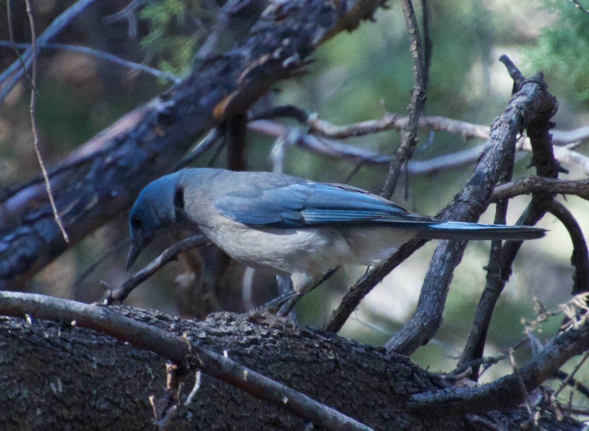 Mexican Jay - ML440834661