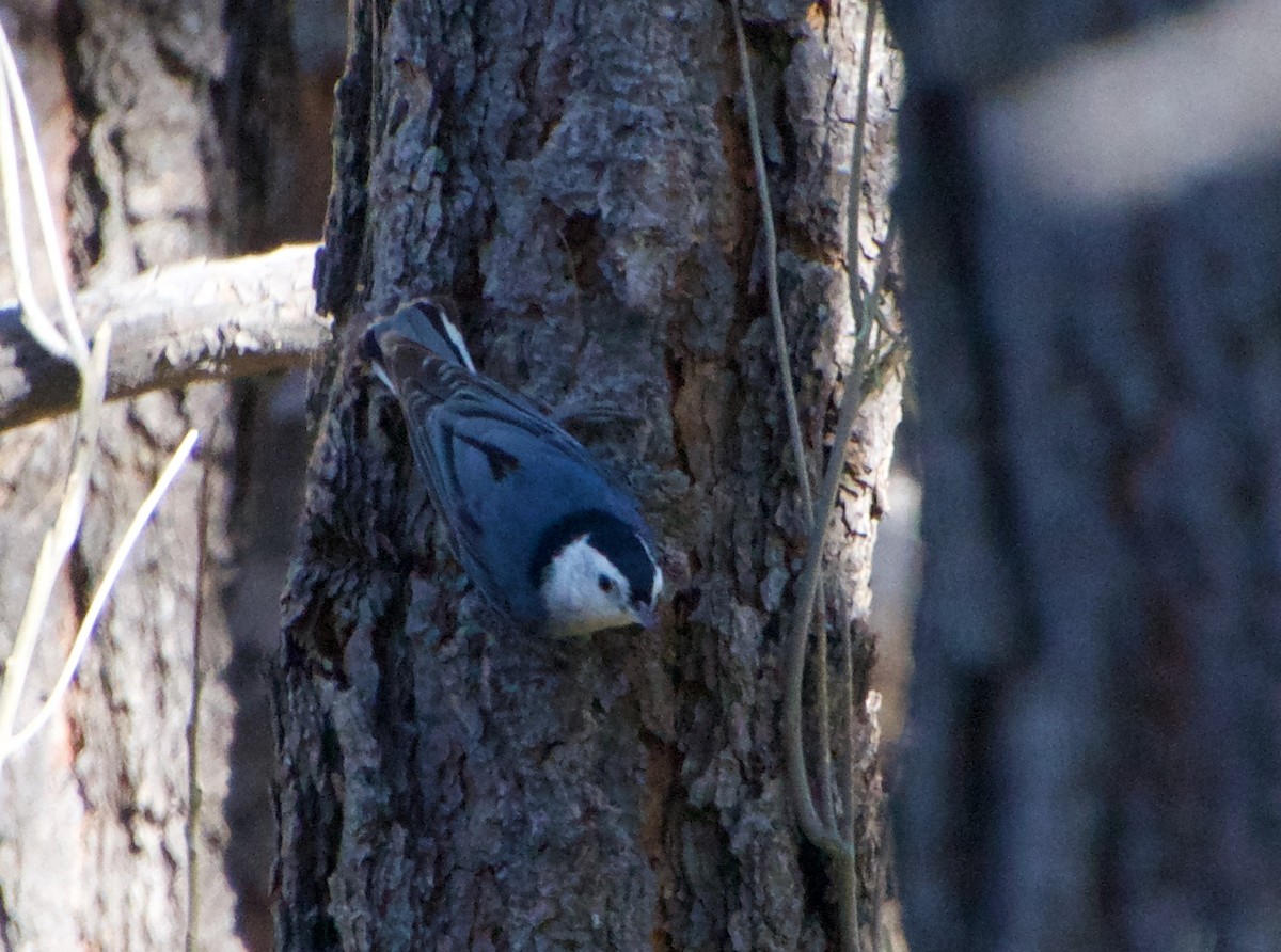 White-breasted Nuthatch - ML440834761