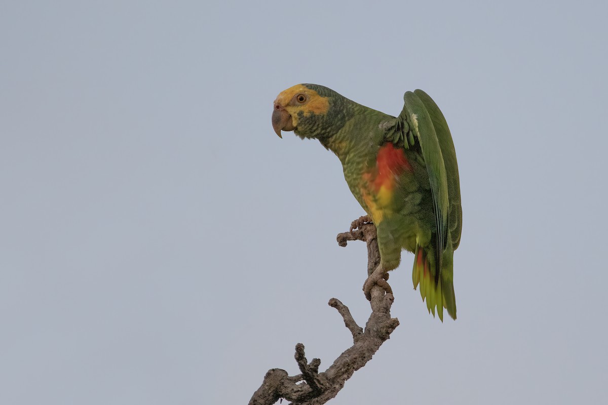 Yellow-faced Parrot - ML440836941