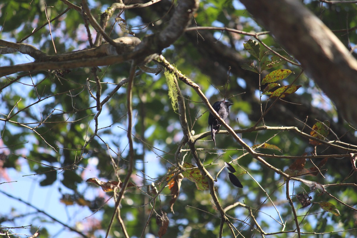 Lesser Racket-tailed Drongo - Ashwin Viswanathan