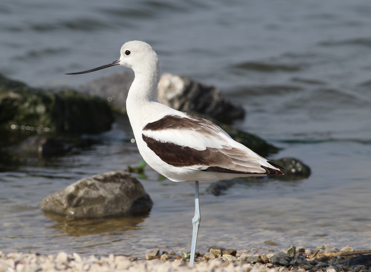 American Avocet - Mitch Foret