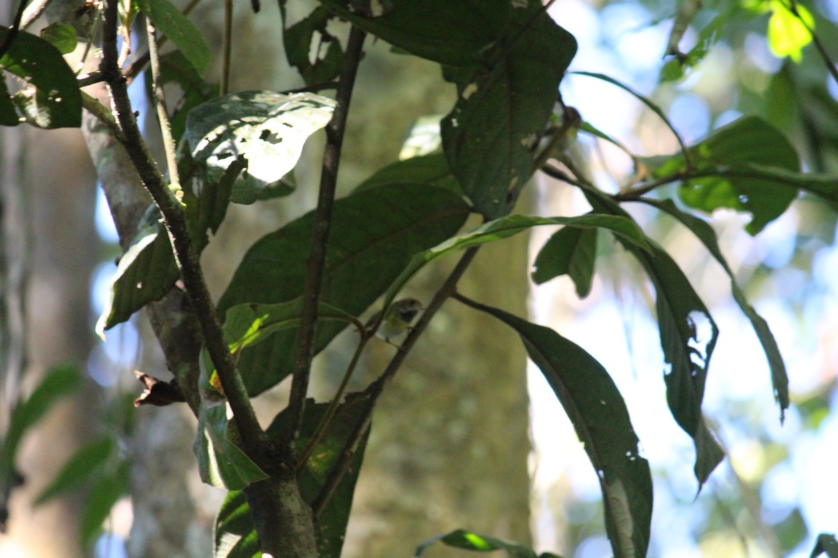 Rufous-faced Warbler - ML44085271