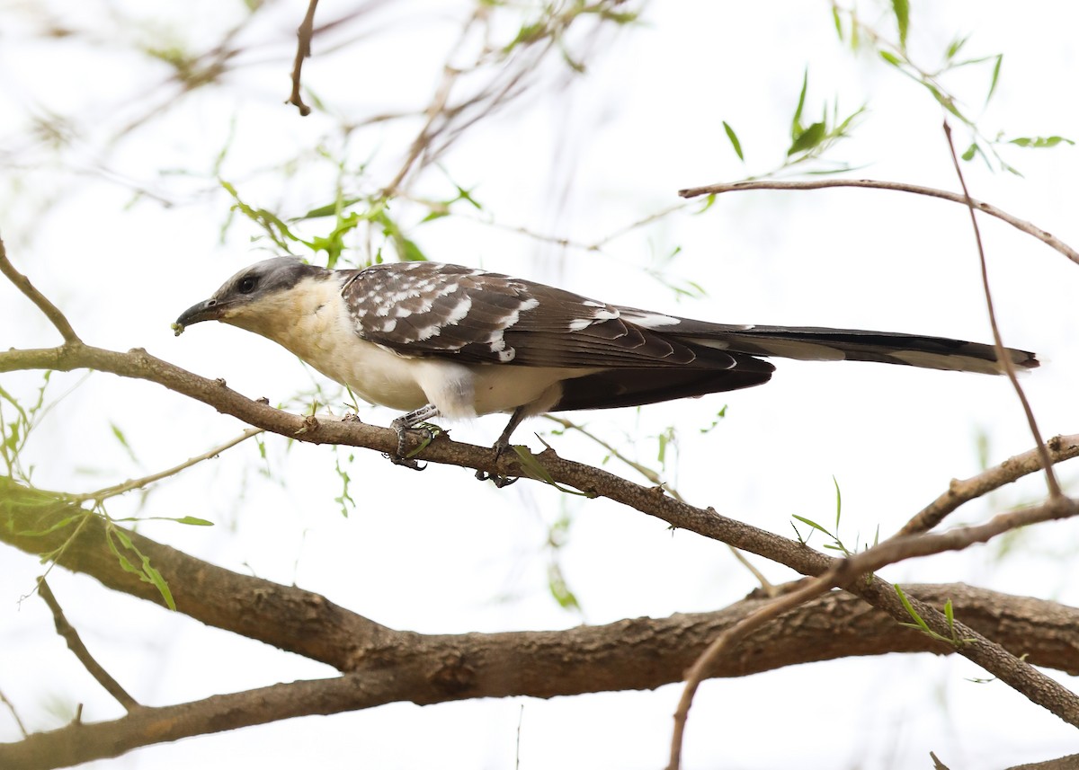 Great Spotted Cuckoo - ML440858381
