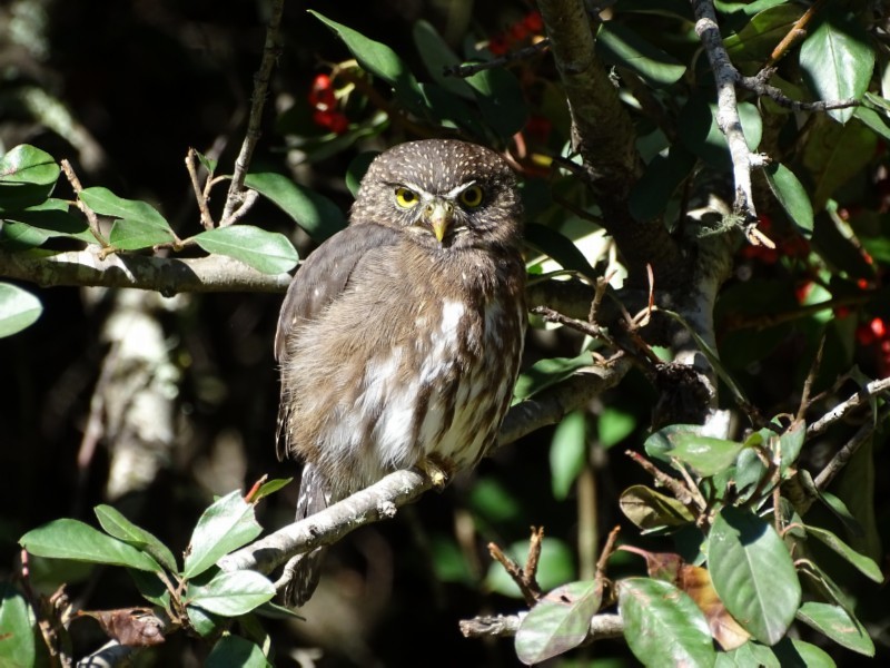 Ferruginous Pygmy-Owl - ML440858691