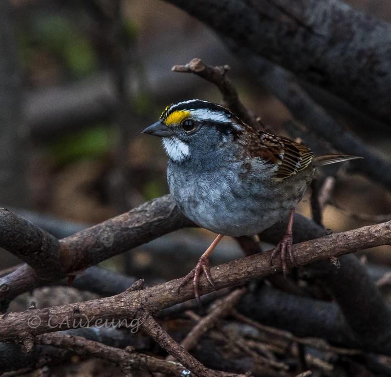 White-throated Sparrow - ML440873371