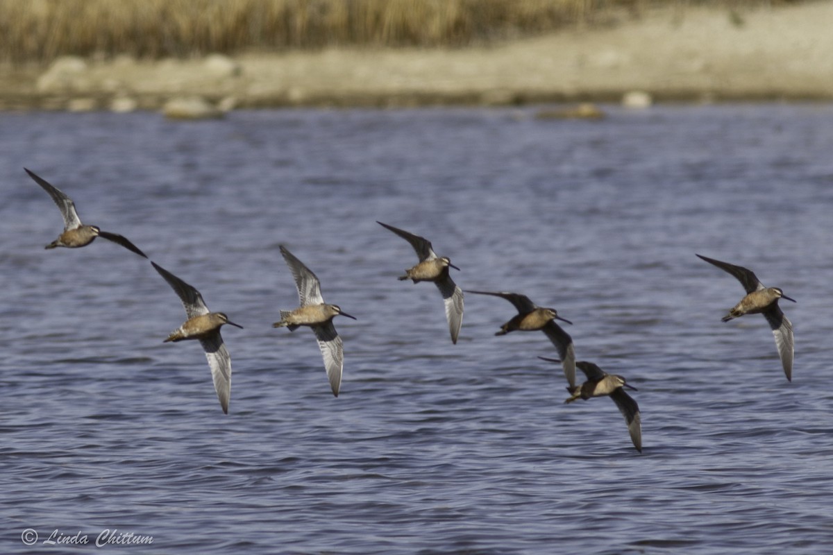 Long-billed Dowitcher - ML440874321